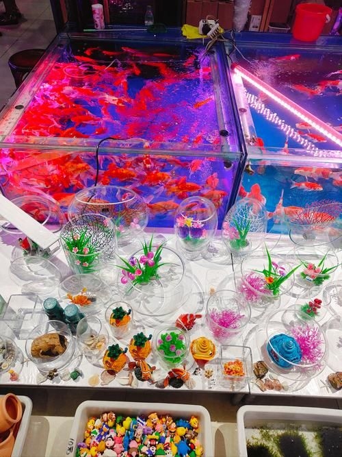 昆明觀賞魚批發(fā)市場 行業(yè)新聞 第3張 昆明觀賞魚批發(fā)市場 行業(yè)新聞 第3張