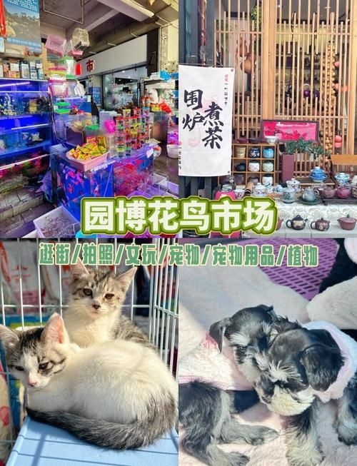 昆明觀賞魚批發(fā)市場 行業(yè)新聞 第7張 昆明觀賞魚批發(fā)市場 行業(yè)新聞 第7張