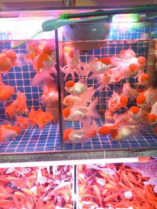 昆明觀賞魚批發(fā)市場 行業(yè)新聞 第8張 昆明觀賞魚批發(fā)市場 行業(yè)新聞 第8張