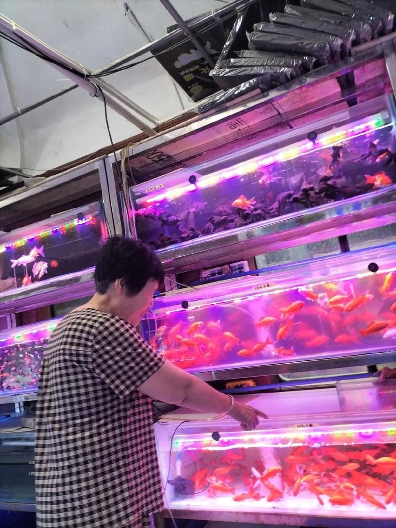 昆明觀賞魚批發(fā)市場 行業(yè)新聞 第9張 昆明觀賞魚批發(fā)市場 行業(yè)新聞 第9張
