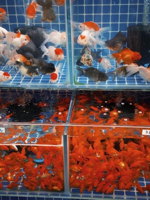 昆明觀賞魚批發(fā)市場 行業(yè)新聞 第13張 昆明觀賞魚批發(fā)市場 行業(yè)新聞 第13張