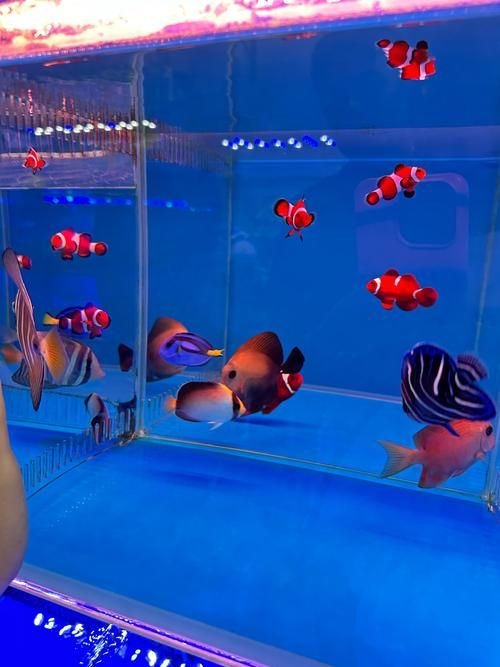 昆明觀賞魚批發(fā)市場 行業(yè)新聞 第16張 昆明觀賞魚批發(fā)市場 行業(yè)新聞 第16張