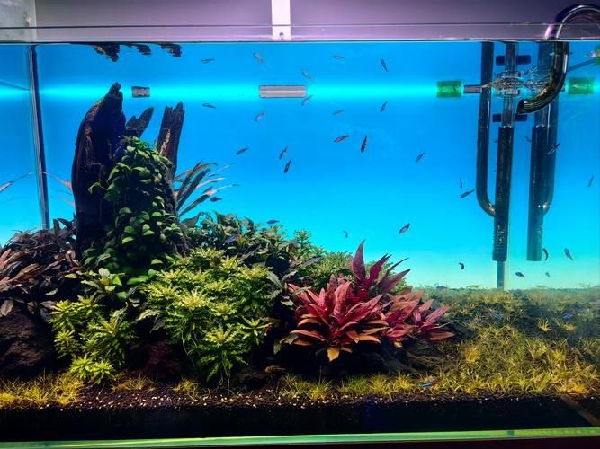 昆明觀賞魚批發(fā)市場 行業(yè)新聞 第20張 昆明觀賞魚批發(fā)市場 行業(yè)新聞 第20張