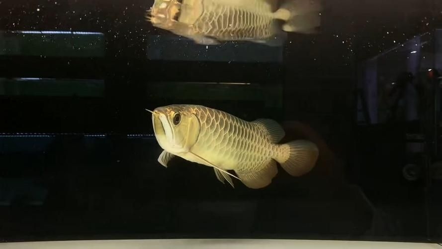 昆明觀賞魚批發(fā)市場 行業(yè)新聞 第31張 昆明觀賞魚批發(fā)市場 行業(yè)新聞 第31張