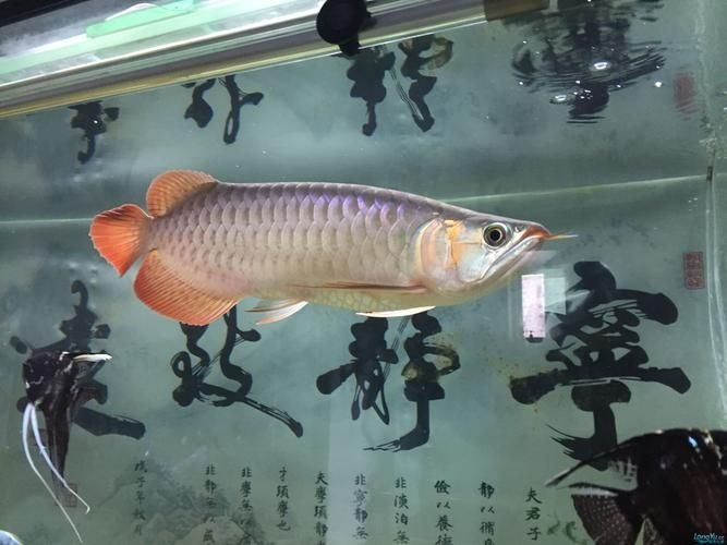 濟(jì)南龍魚批發(fā)市場（濟(jì)南龍魚批發(fā)市場1.龍魚批發(fā)|觀賞魚批發(fā)視頻） 行業(yè)新聞 第3張