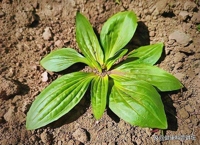 車前子可以長期食用嗎？（車前子可以長期食用嗎百度健康-去問診） 行業(yè)新聞 第3張