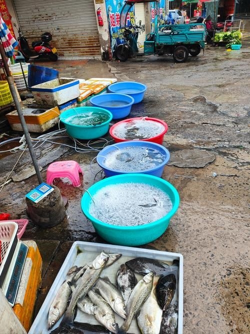 永州觀賞魚批發(fā)市場(chǎng)（永州觀賞魚開店賺錢嗎） 行業(yè)新聞 第3張