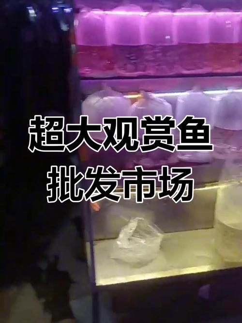 永州觀賞魚批發(fā)市場(chǎng)（永州觀賞魚開店賺錢嗎） 行業(yè)新聞 第4張