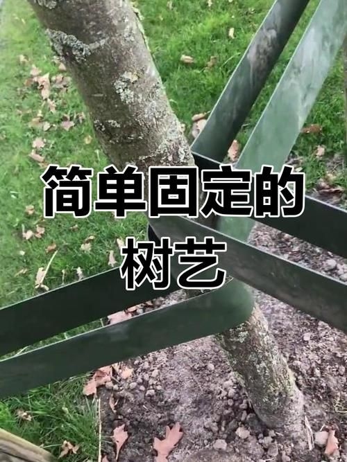 如何安裝樹木支撐桿？（如何安裝樹木支撐桿，用戶要求1000字詳解+配圖） 行業(yè)新聞 第2張