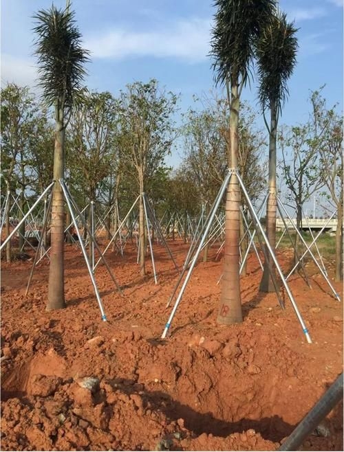 如何安裝樹木支撐桿？（如何安裝樹木支撐桿，用戶要求1000字詳解+配圖） 行業(yè)新聞 第5張