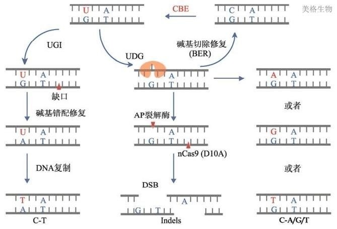 這些新技術(shù)中哪項(xiàng)最具創(chuàng)新性（2025-2026年全球權(quán)威機(jī)構(gòu)發(fā)布十大突破性技術(shù)） 行業(yè)新聞 第2張